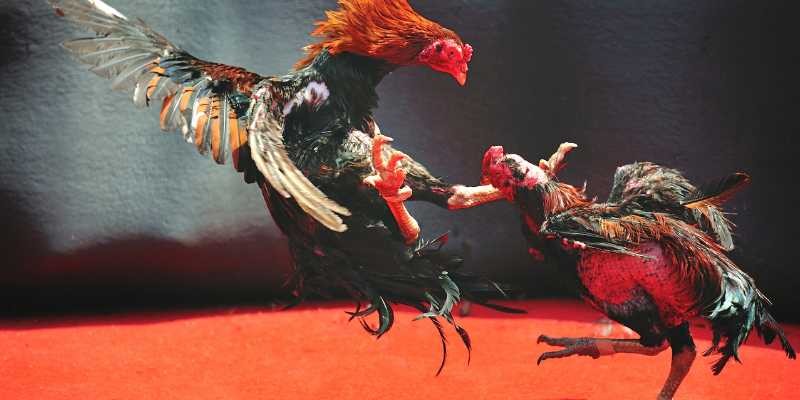 CO88 Cách soi kèo đá gà chính xác và tăng cơ hội chiến thắng cao